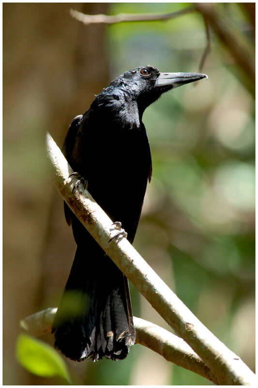 Cassican des mangrovesadulte