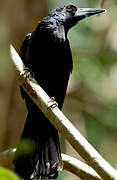 Black Butcherbird