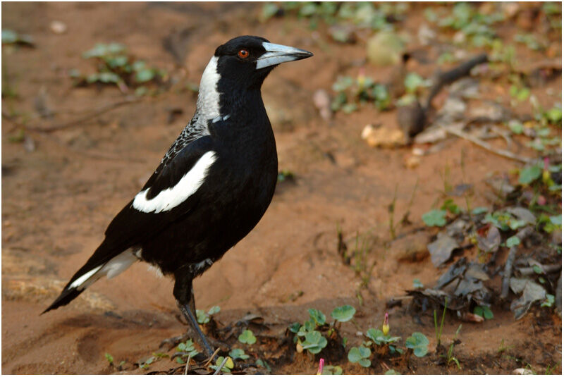 Australian Magpie female adult