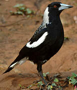 Australian Magpie