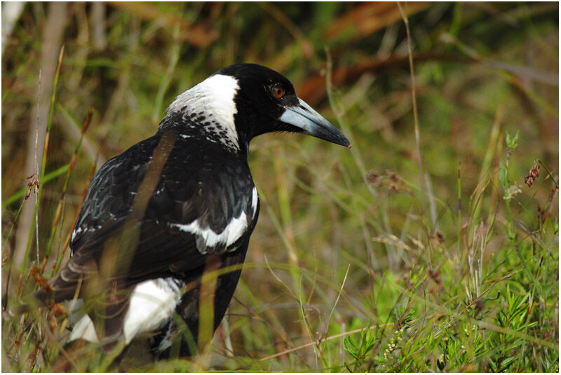 Australian Magpie female adult