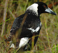 Australian Magpie