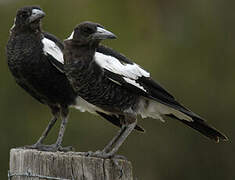 Australian Magpie