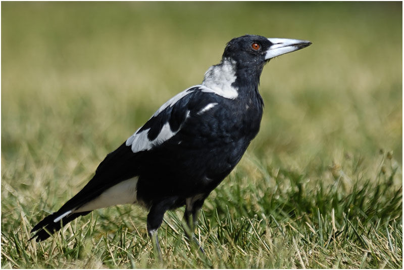 Australian Magpie male adult