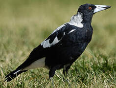 Australian Magpie