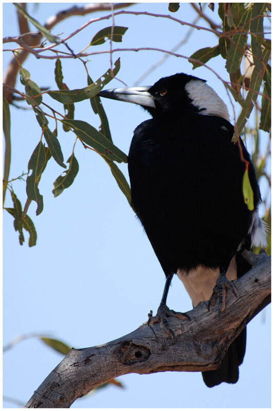 Australian Magpie male adult