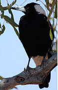 Australian Magpie