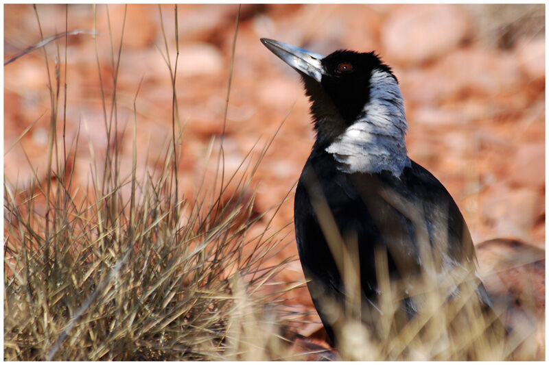 Australian Magpie female adult