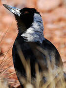 Australian Magpie