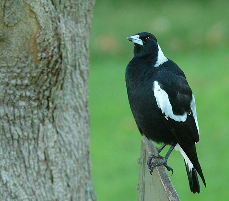 Australian Magpie male adult