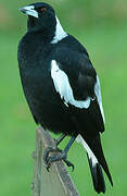 Australian Magpie