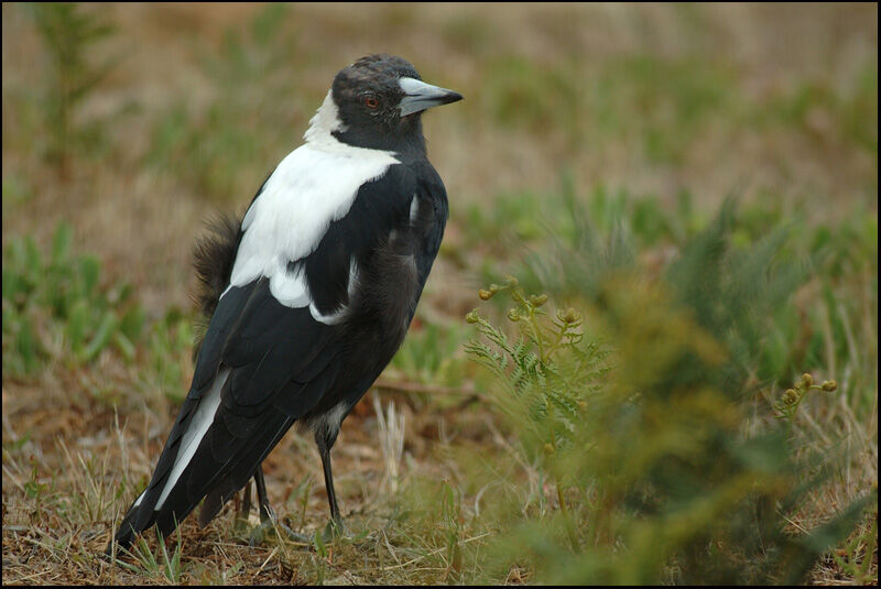 Australian Magpie male adult