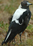 Australian Magpie