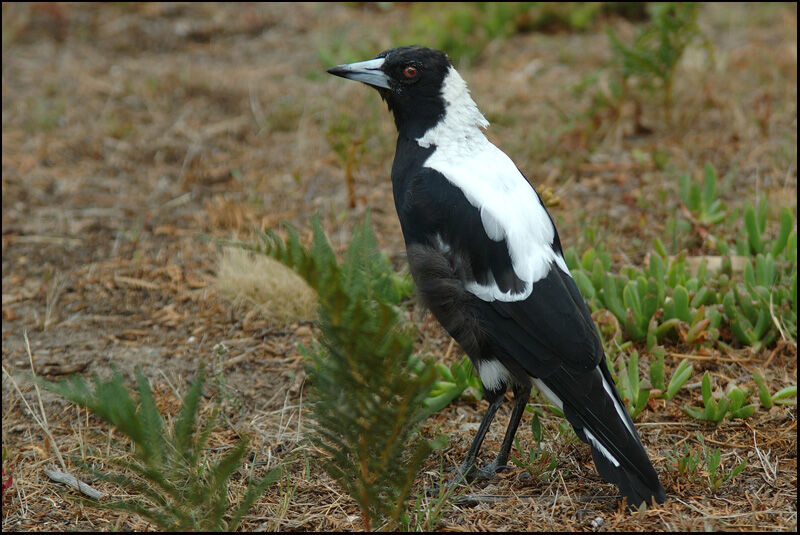 Australian Magpie male adult