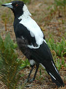 Australian Magpie