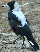 Australian Magpie