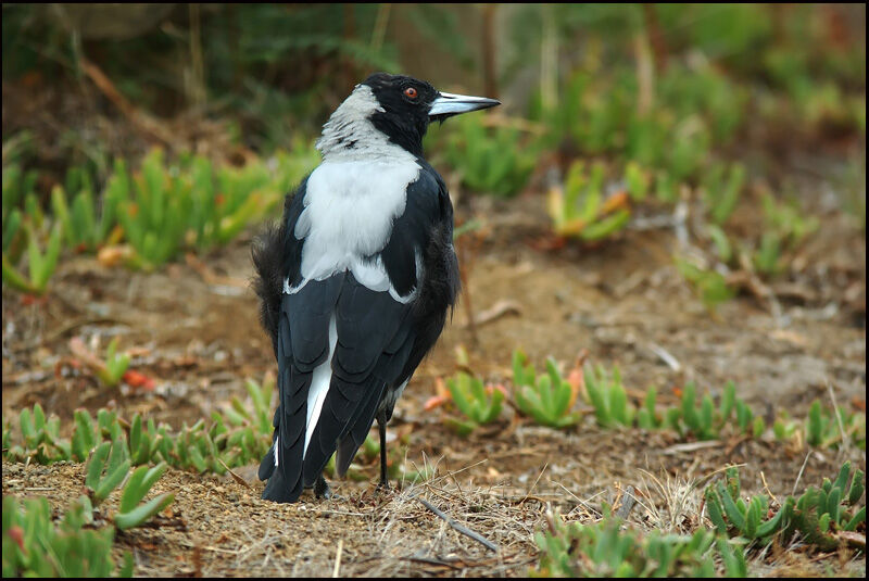 Australian Magpie male
