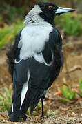 Australian Magpie