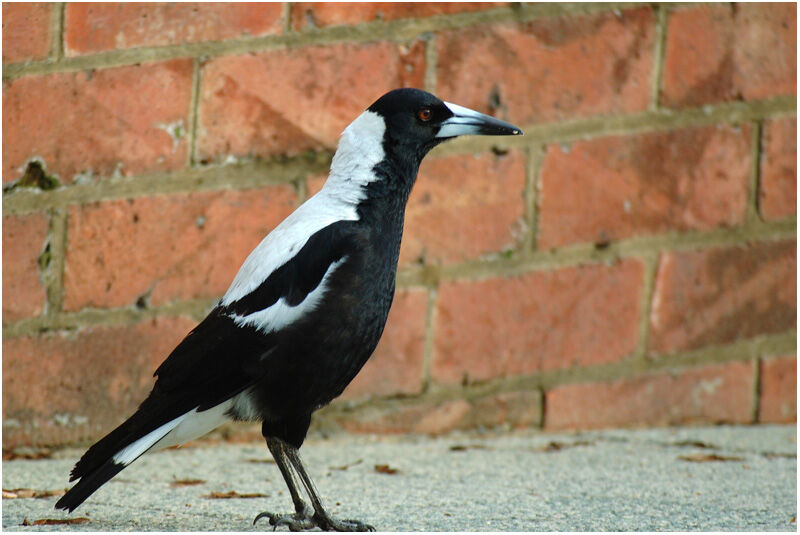 Australian Magpie male adult