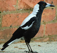 Australian Magpie