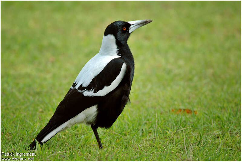 Australian Magpie male adult, identification