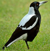 Australian Magpie