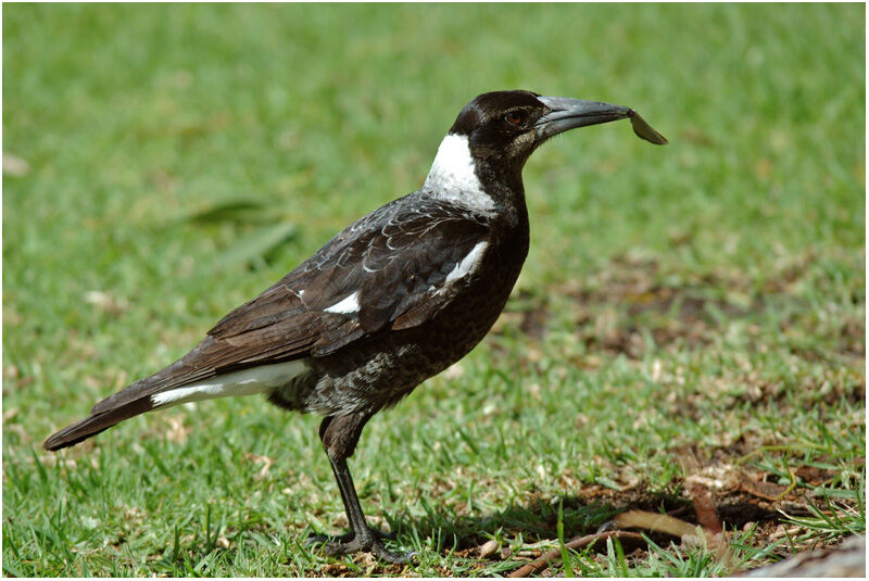 Australian Magpie female adult