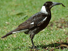 Australian Magpie