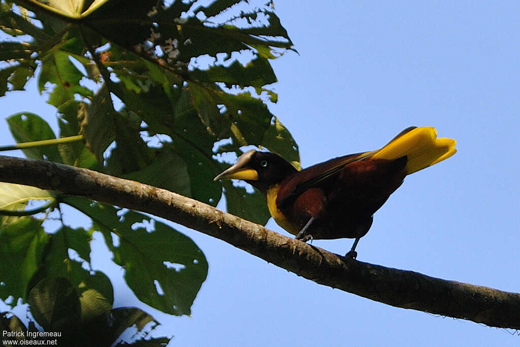 Casqued Oropendolaadult, identification