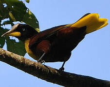 Casqued Oropendola