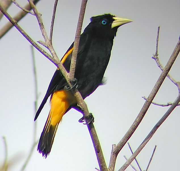 Yellow-rumped Cacique