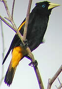 Yellow-rumped Cacique