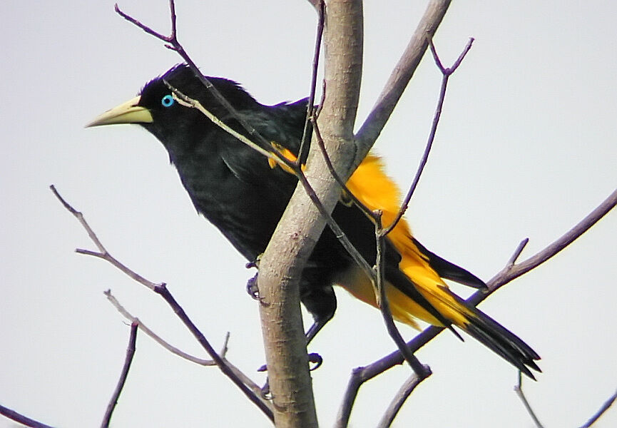 Cassique cul-jaune