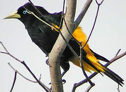 Yellow-rumped Cacique