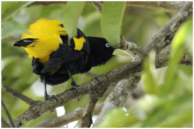 Yellow-rumped Caciqueadult breeding