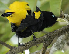 Yellow-rumped Cacique