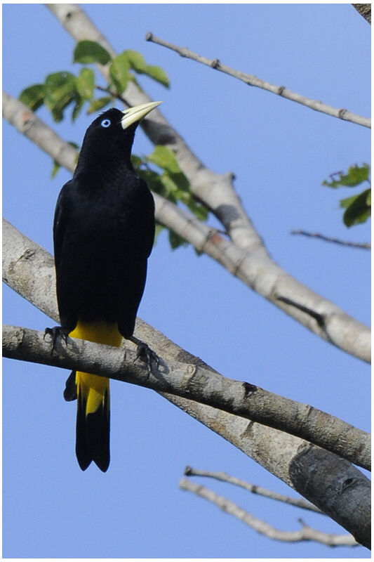 Yellow-rumped Caciqueadult