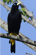 Yellow-rumped Cacique