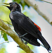 Red-rumped Cacique