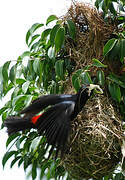 Red-rumped Cacique