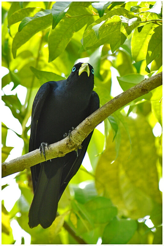 Red-rumped Caciqueadult