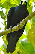 Red-rumped Cacique