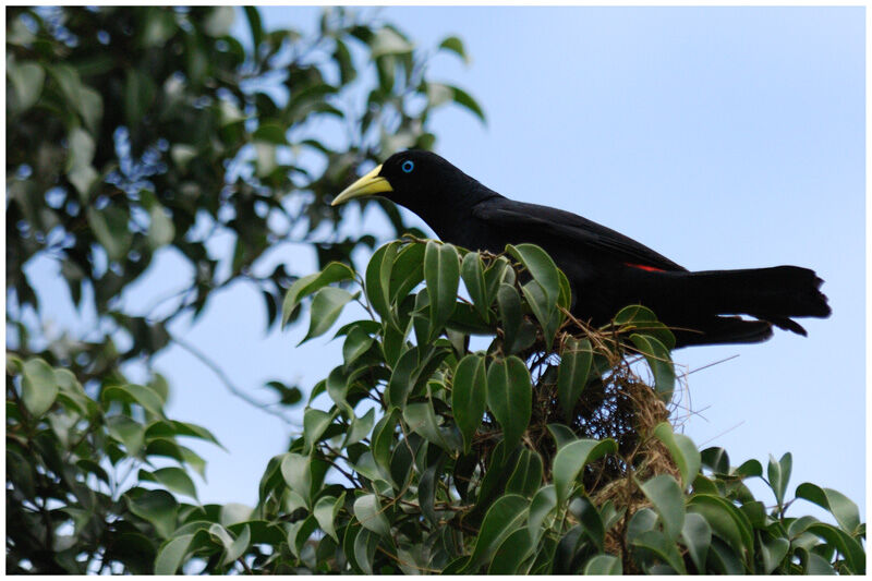 Red-rumped Caciqueadult