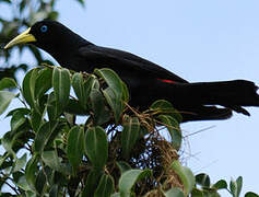 Red-rumped Cacique