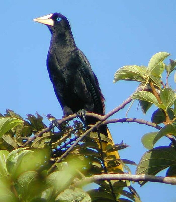 Crested Oropendola