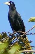 Crested Oropendola