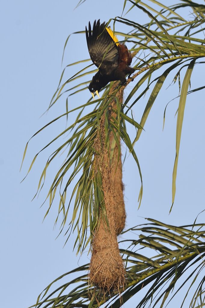 Crested Oropendola male adult, Reproduction-nesting, song