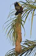 Crested Oropendola