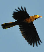 Russet-backed Oropendola