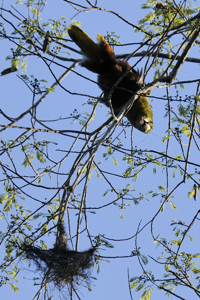 Green Oropendola male adult